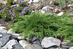 Microbiota Decussata Celtic Pride - View 4 from www redcrocus com