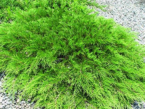 Microbiota Decussata Celtic Pride - View 5 from www redcrocus com