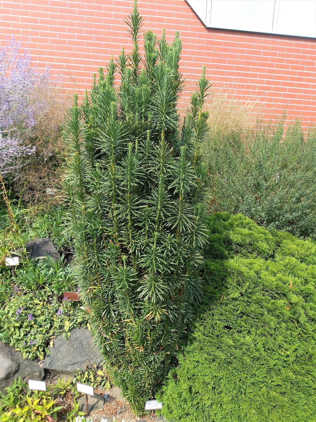 Cephalotaxus Harringtonia Fastigiata - View 11 from www redcrocus com