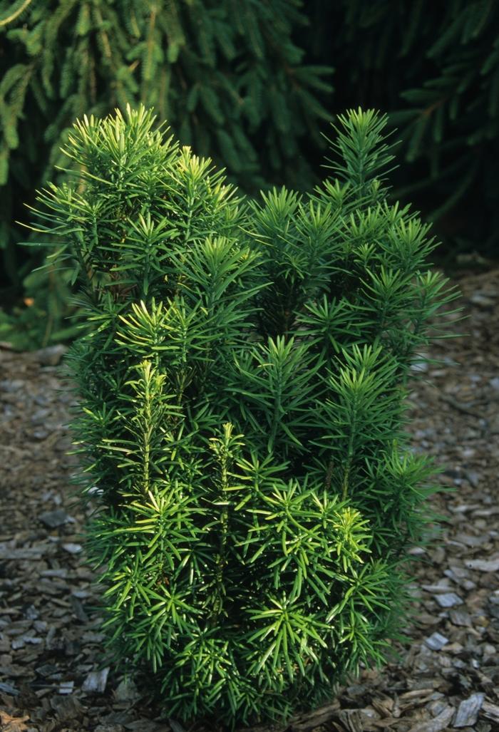Cephalotaxus Harringtonia Fastigiata - View 12 from www redcrocus com