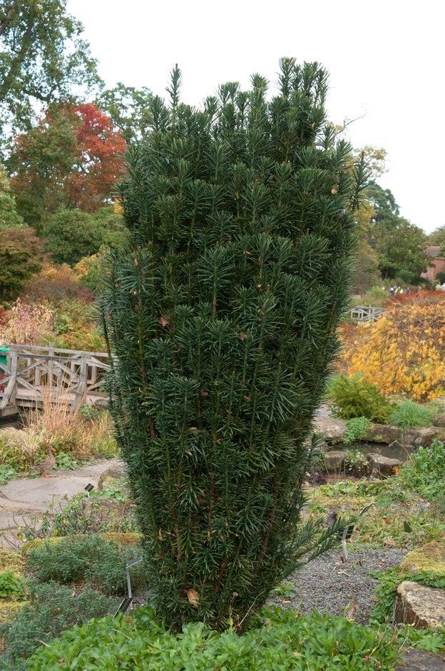 Cephalotaxus Harringtonia Fastigiata - View 13 from www redcrocus com