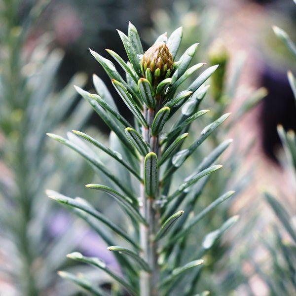 Cephalotaxus Harringtonia Fastigiata - View 14 from www redcrocus com