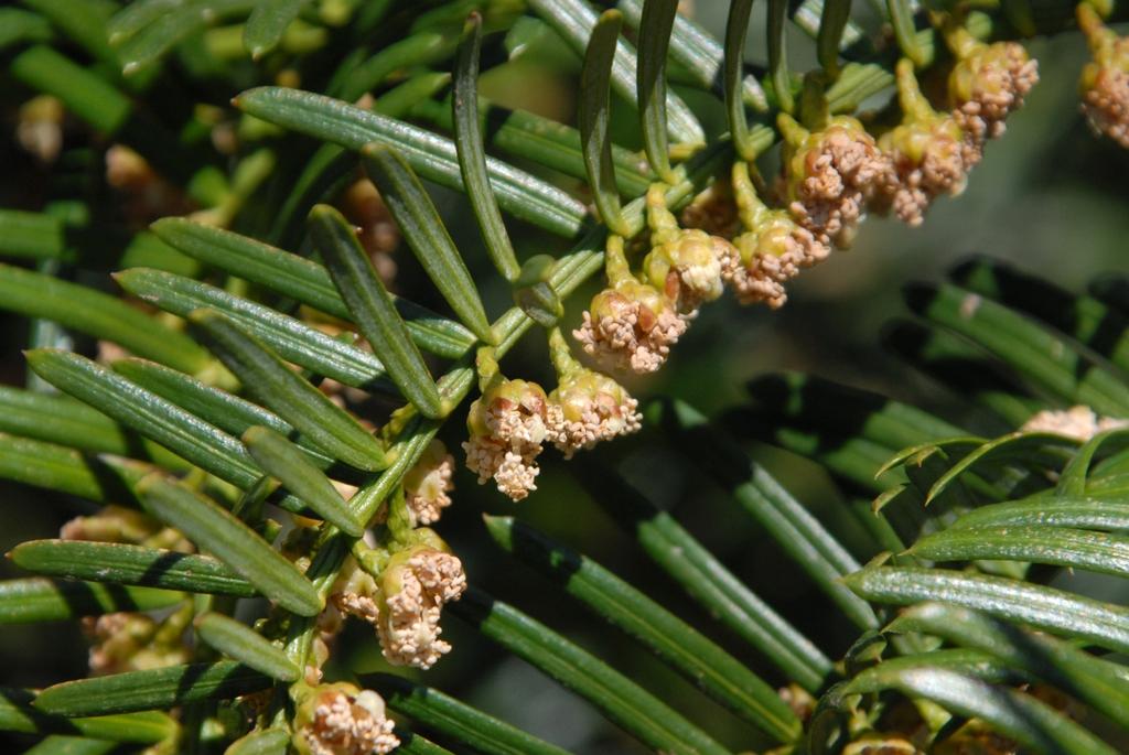 Cephalotaxus Harringtonia Fastigiata - View 15 from www redcrocus com