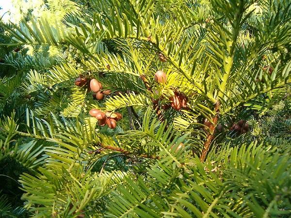 Cephalotaxus Harringtonia Fastigiata - View 17 from www redcrocus com