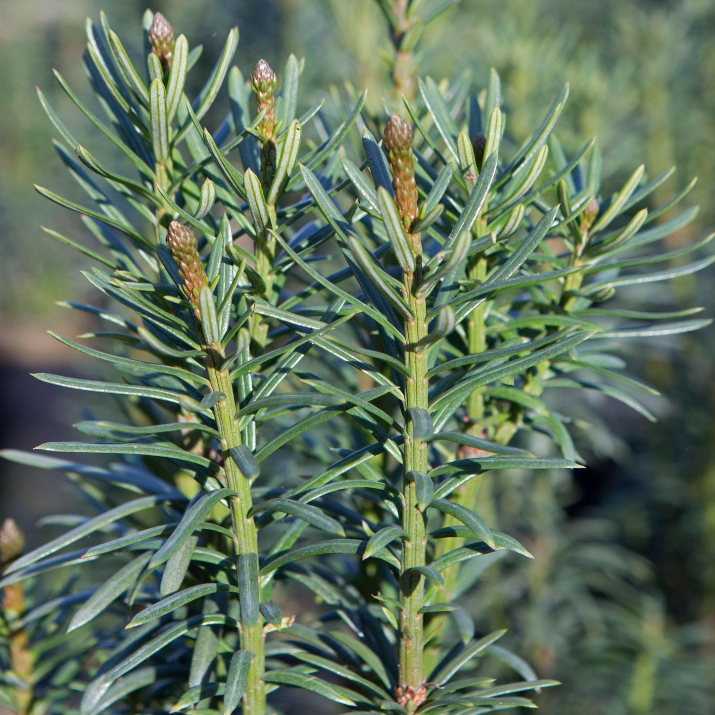 Cephalotaxus Harringtonia Fastigiata - View 2 from www redcrocus com