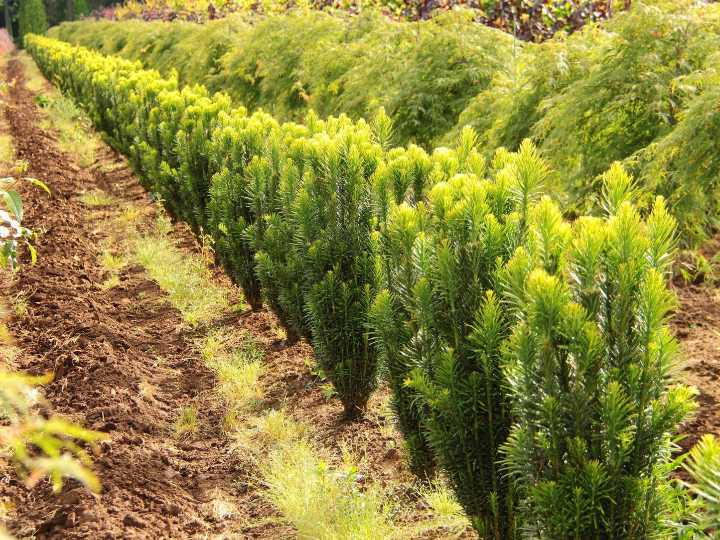 Cephalotaxus Harringtonia Fastigiata - View 3 from www redcrocus com