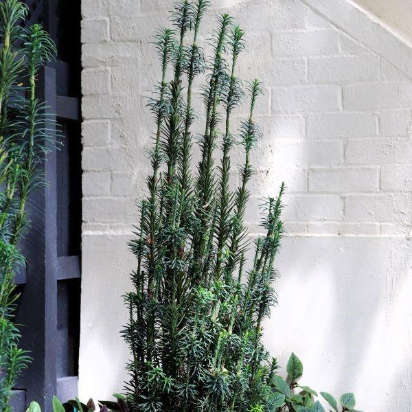 Cephalotaxus Harringtonia Fastigiata - View 4 from www redcrocus com