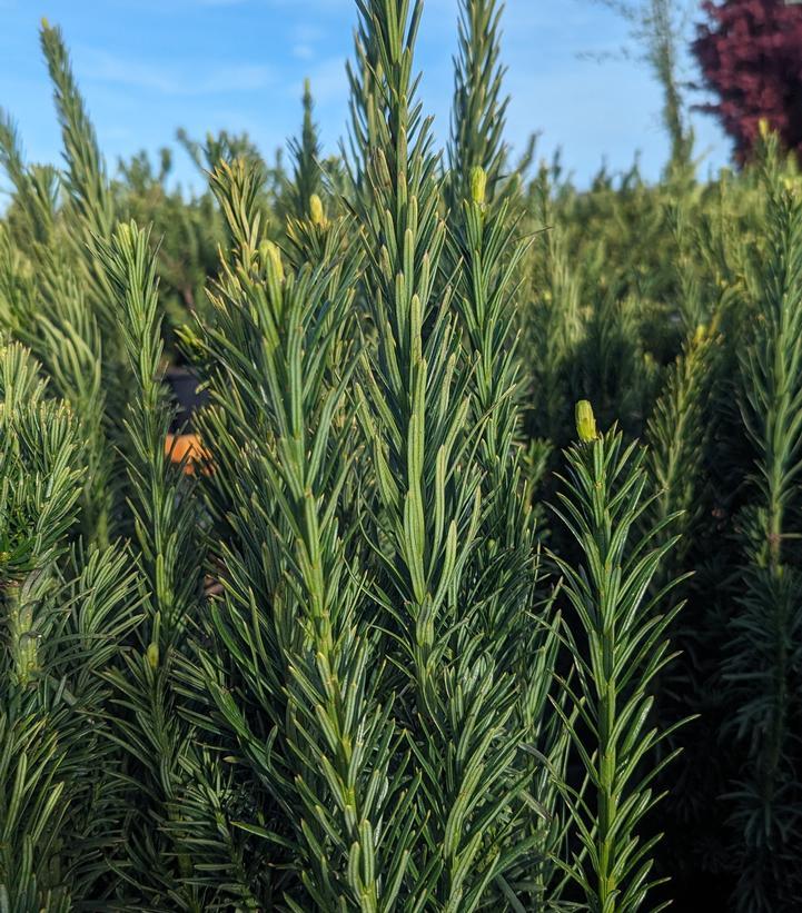 Cephalotaxus Harringtonia Fastigiata - View 5 from www redcrocus com
