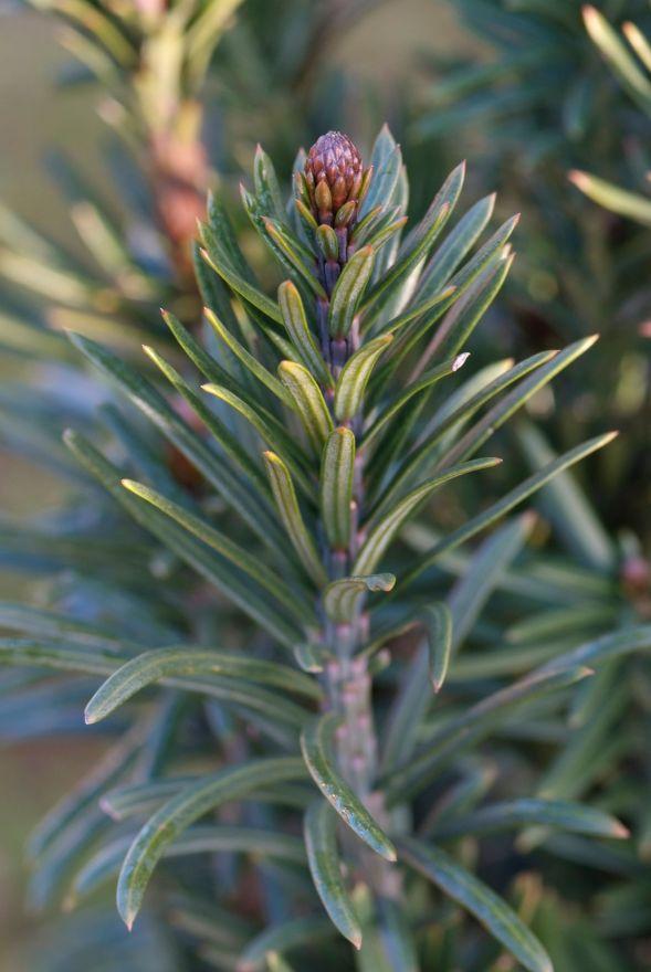 Cephalotaxus Harringtonia Fastigiata - View 6 from www redcrocus com