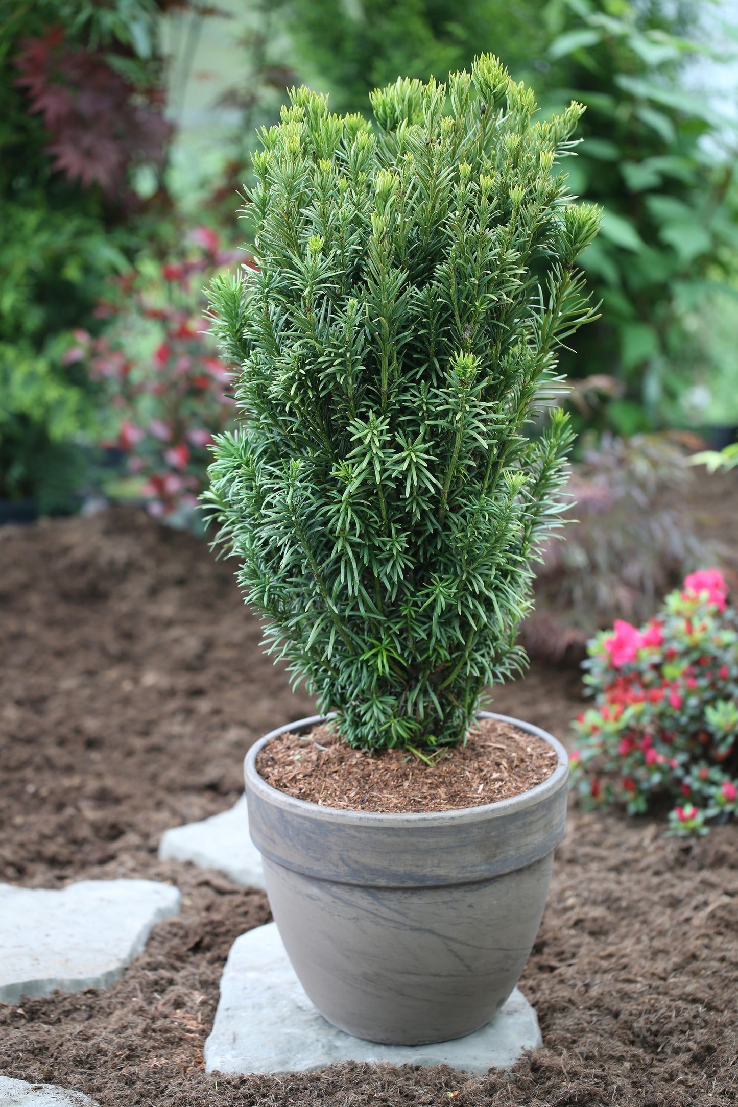 Cephalotaxus Harringtonia Fastigiata - View 7 from www redcrocus com