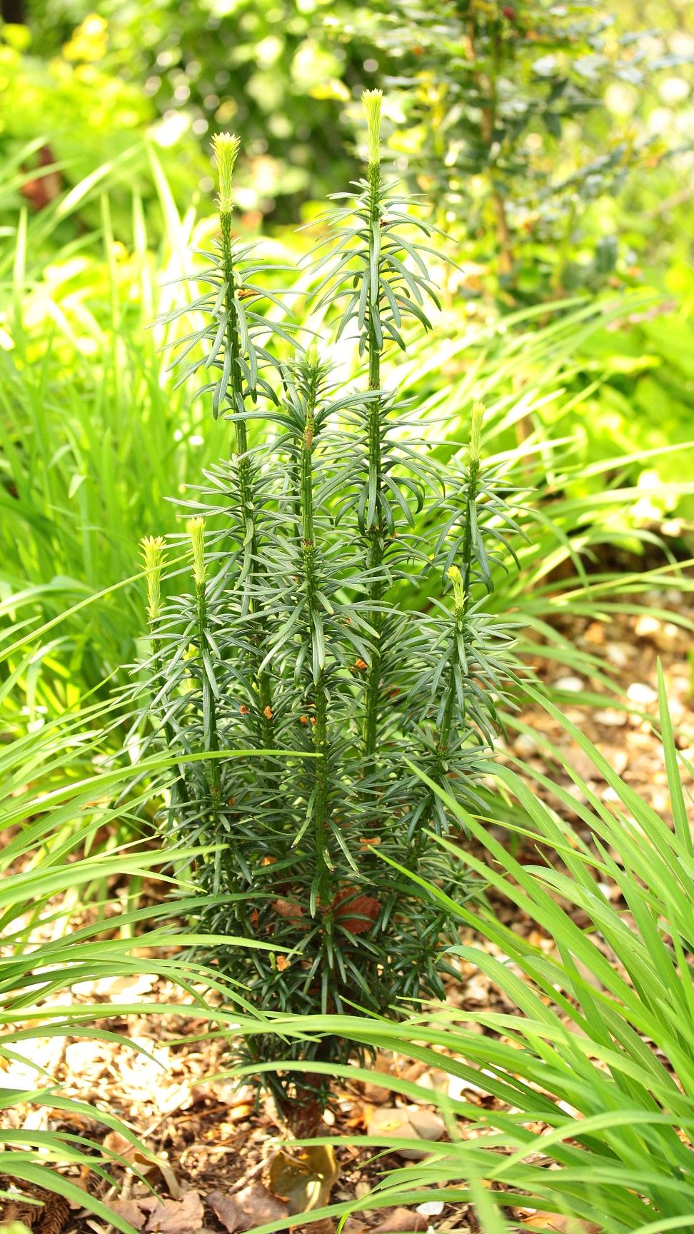 Cephalotaxus Harringtonia Fastigiata - View 8 from www redcrocus com