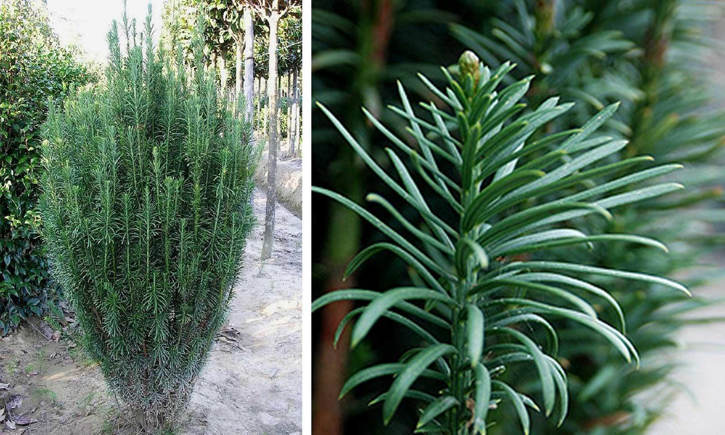 Cephalotaxus Harringtonia Fastigiata - View 9 from www redcrocus com