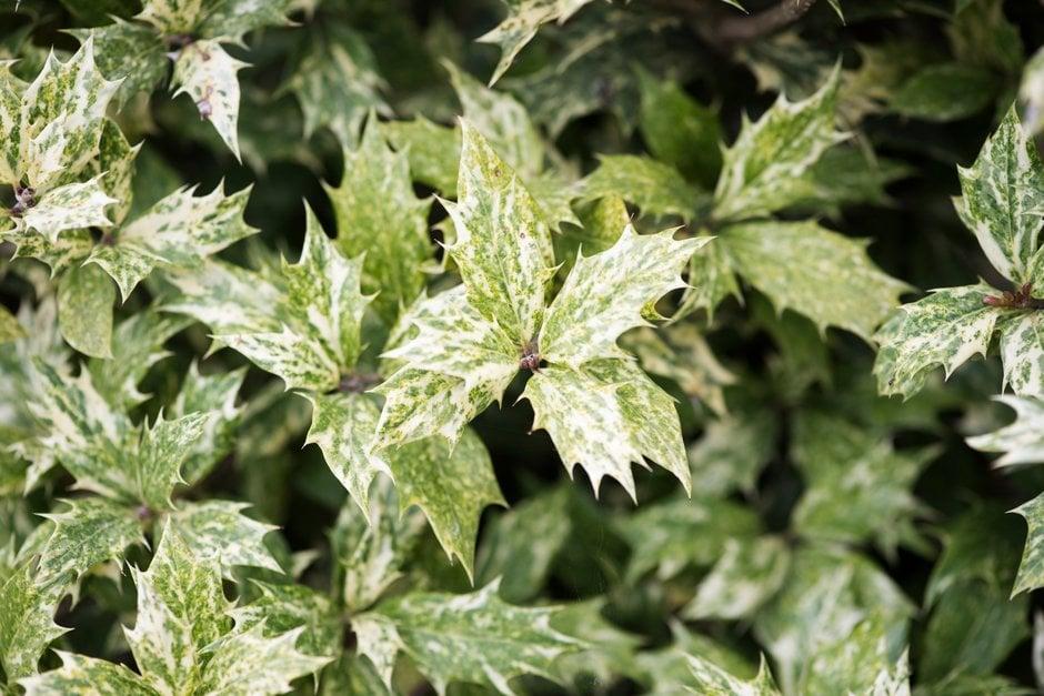Osmanthus Heterophyllus 'goshiki' - View 15 from www redcrocus com