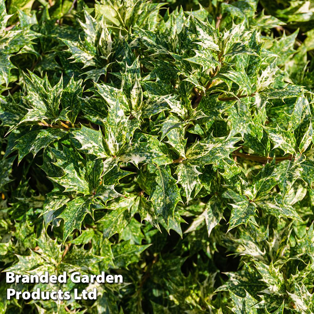 Osmanthus Heterophyllus 'goshiki' - View 27 from www redcrocus com