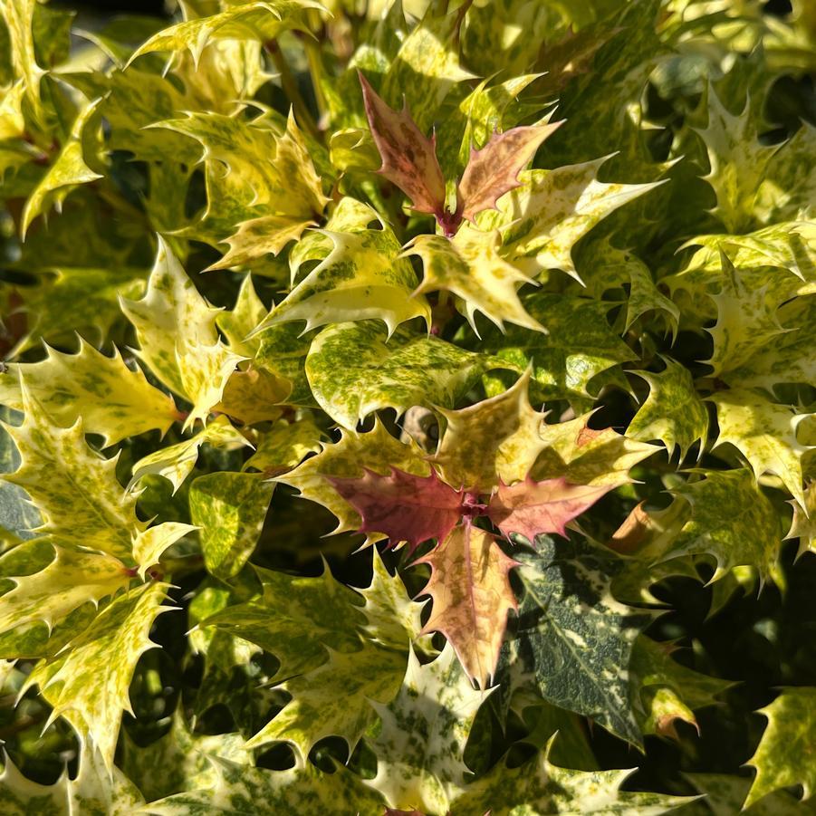 Osmanthus Heterophyllus 'goshiki' - View 29 from www redcrocus com