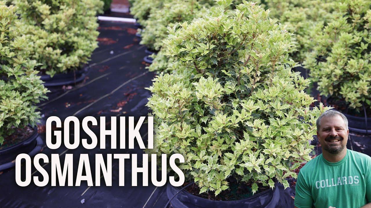 Osmanthus Heterophyllus 'goshiki' - View 37 from www redcrocus com