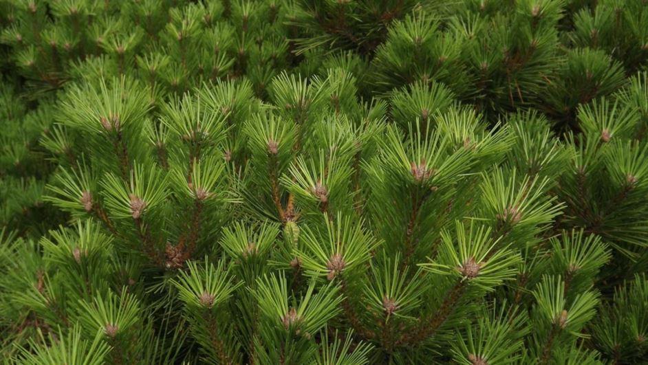 Pinus Resinosa Don Smith - View 10 from www redcrocus com