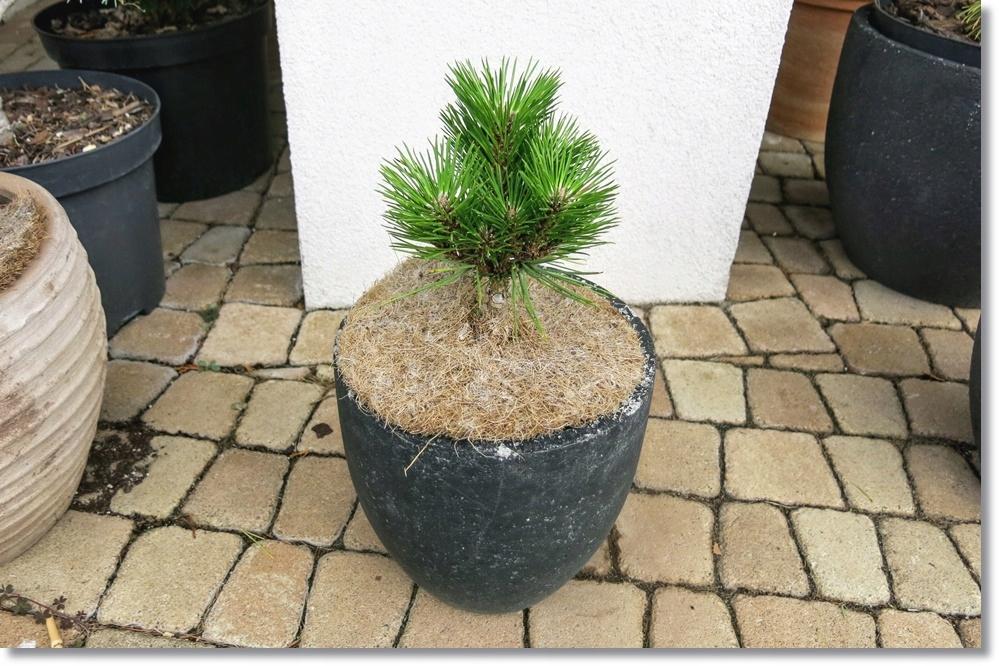 Pinus Resinosa Don Smith - View 11 from www redcrocus com