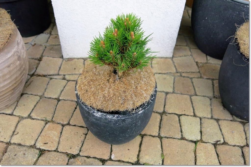 Pinus Resinosa Don Smith - View 13 from www redcrocus com