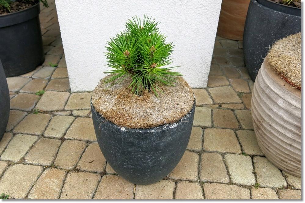 Pinus Resinosa Don Smith - View 14 from www redcrocus com