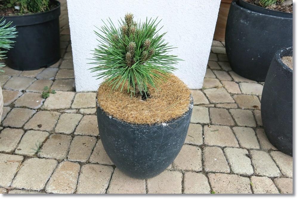 Pinus Resinosa Don Smith - View 16 from www redcrocus com