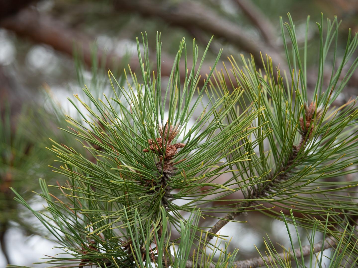 Pinus Resinosa Don Smith - View 18 from www redcrocus com