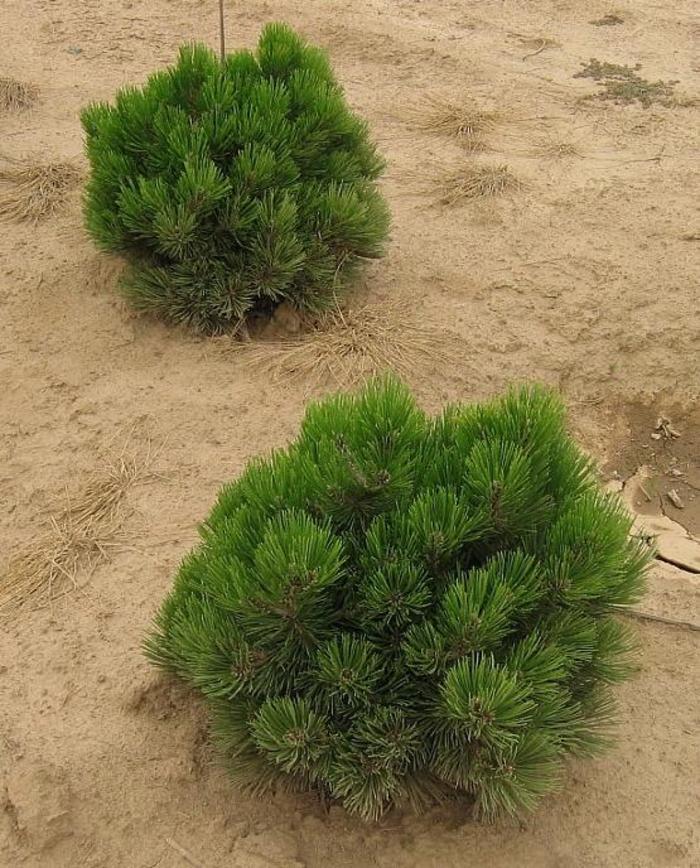 Pinus Resinosa Don Smith - View 3 from www redcrocus com