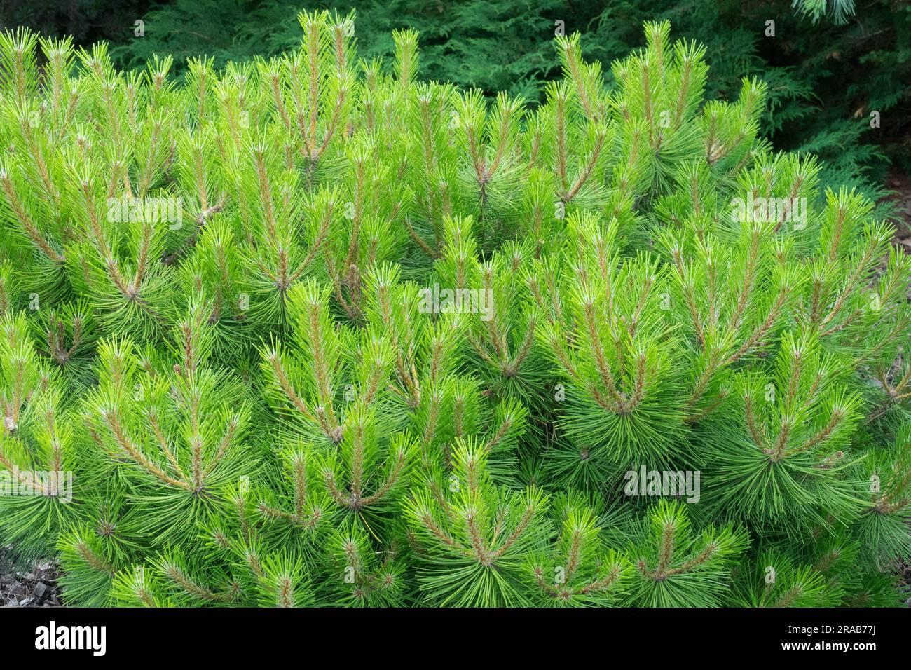 Pinus Resinosa Don Smith - View 4 from www redcrocus com