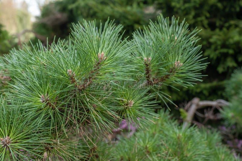 Pinus Resinosa Don Smith - View 5 from www redcrocus com