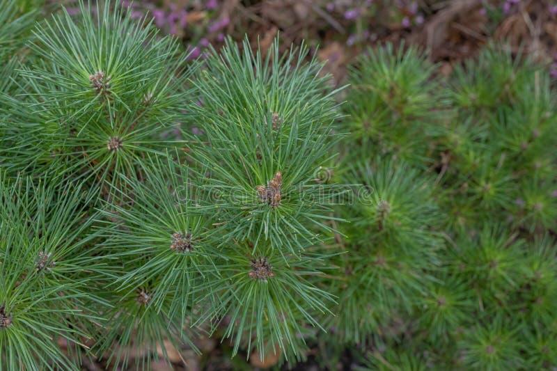 Pinus Resinosa Don Smith - View 6 from www redcrocus com