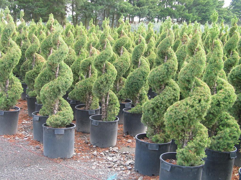 Picea Glauca Conica Spiral - View 12 from www redcrocus com