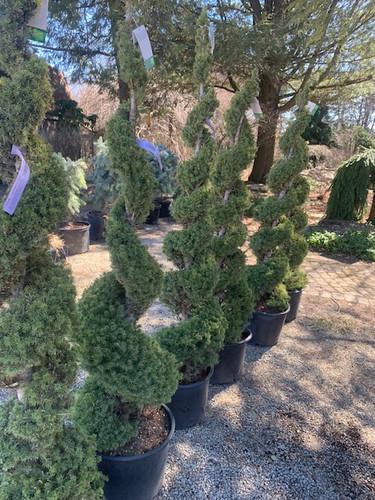 Picea Glauca Conica Spiral - View 13 from www redcrocus com