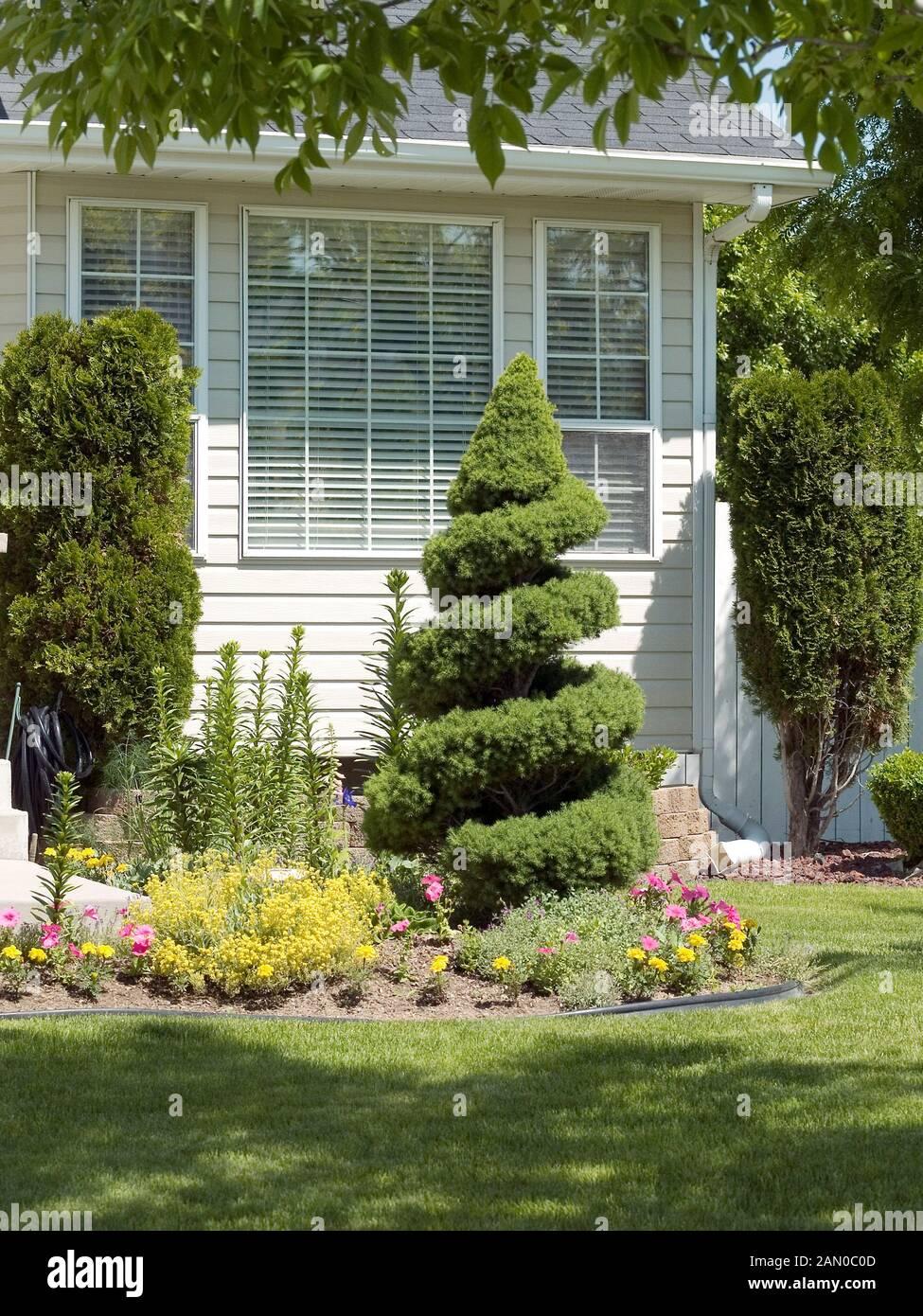 Picea Glauca Conica Spiral - View 14 from www redcrocus com