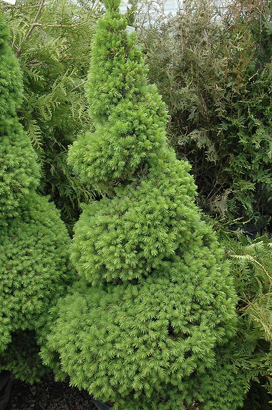 Picea Glauca Conica Spiral - View 2 from www redcrocus com