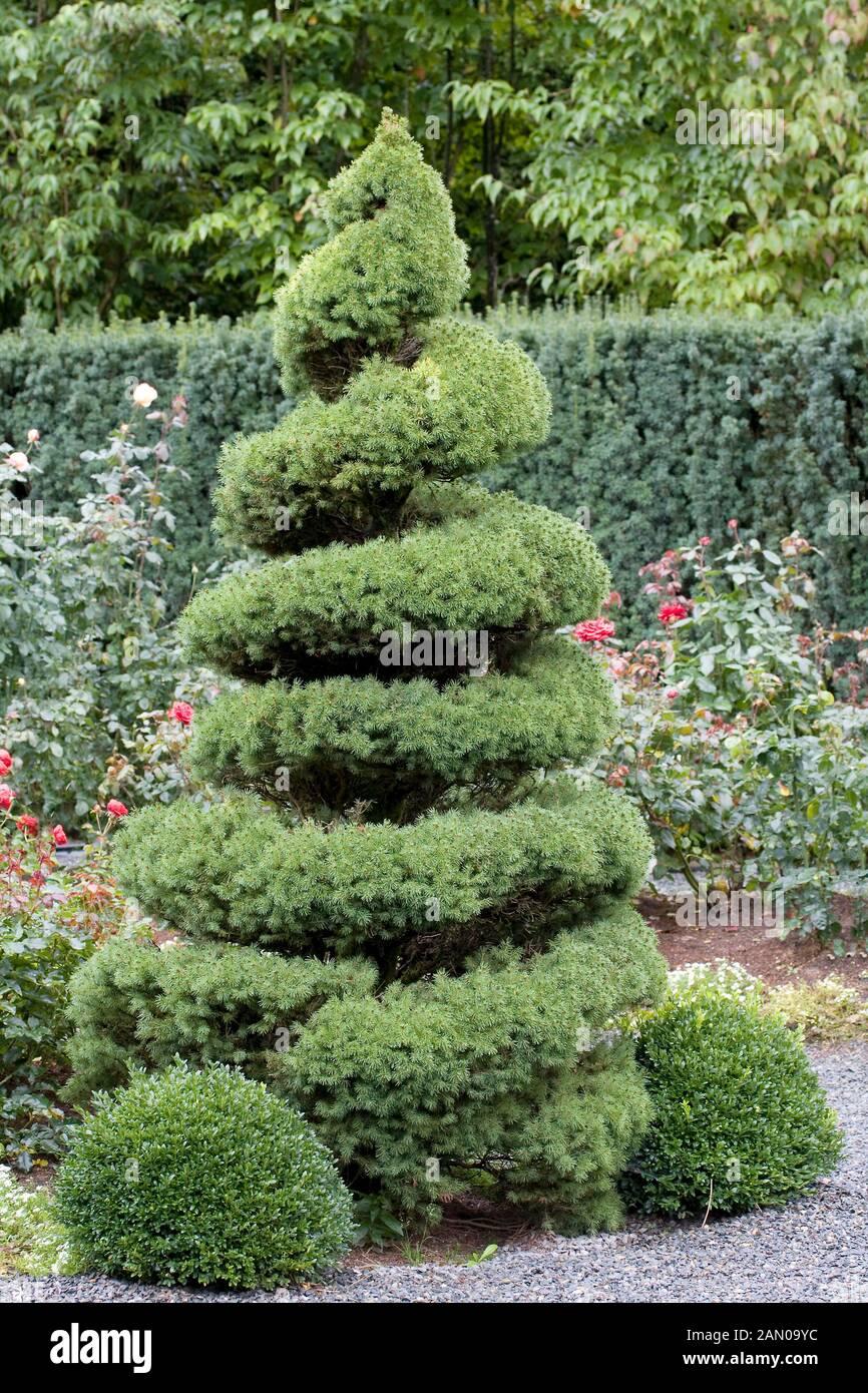 Picea Glauca Conica Spiral - View 4 from www redcrocus com