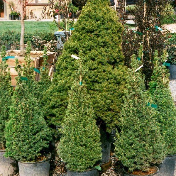 Picea Glauca Conica Spiral - View 5 from www redcrocus com