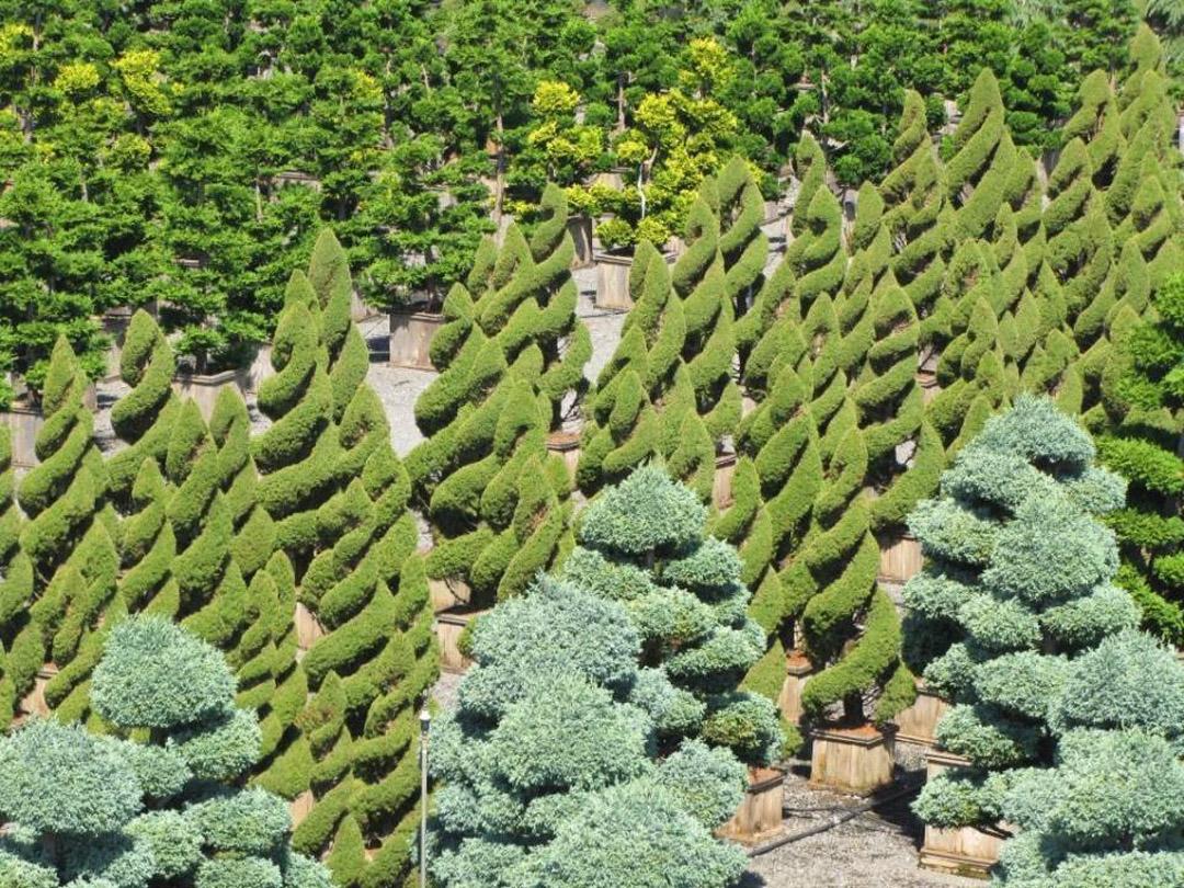 Picea Glauca Conica Spiral - View 6 from www redcrocus com