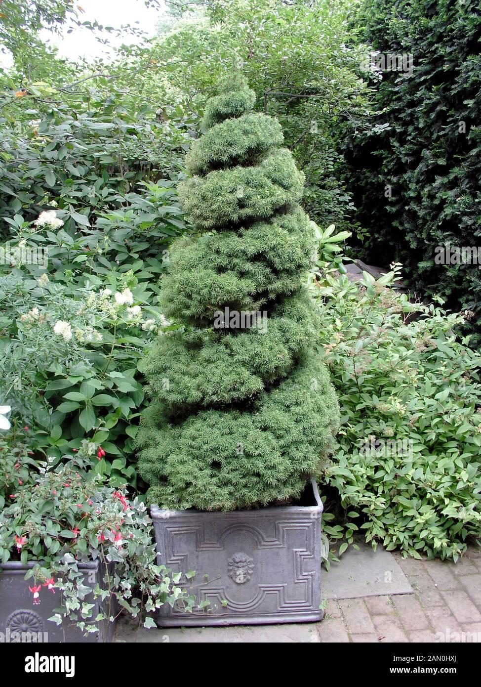 Picea Glauca Conica Spiral - View 7 from www redcrocus com