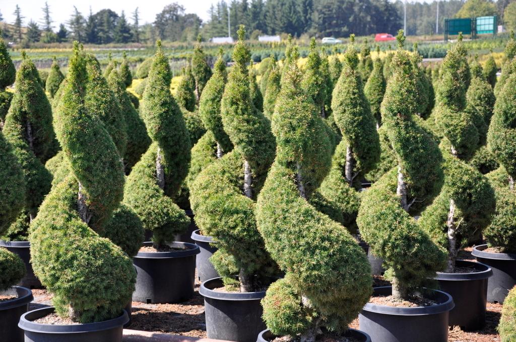 Picea Glauca Conica Spiral - View 8 from www redcrocus com
