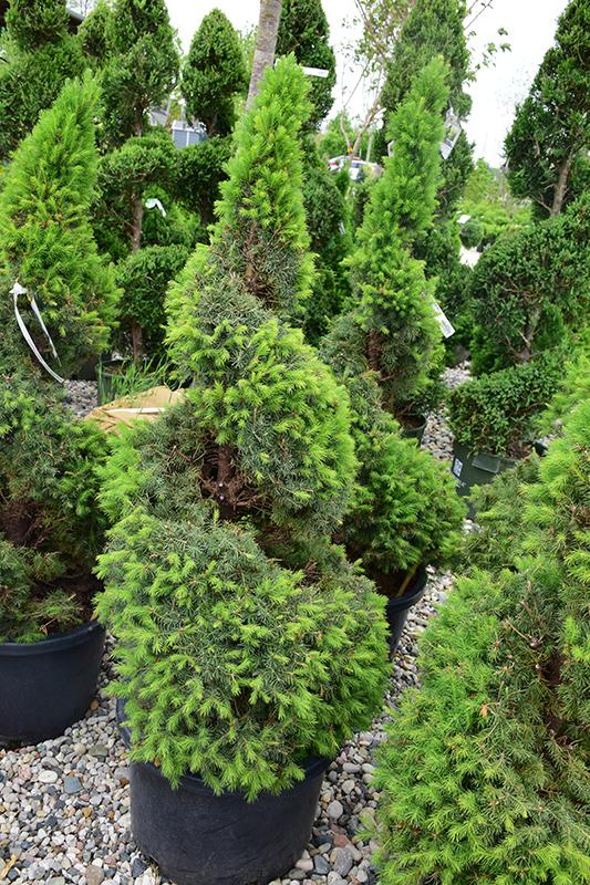 Picea Glauca Conica Spiral - View 9 from www redcrocus com