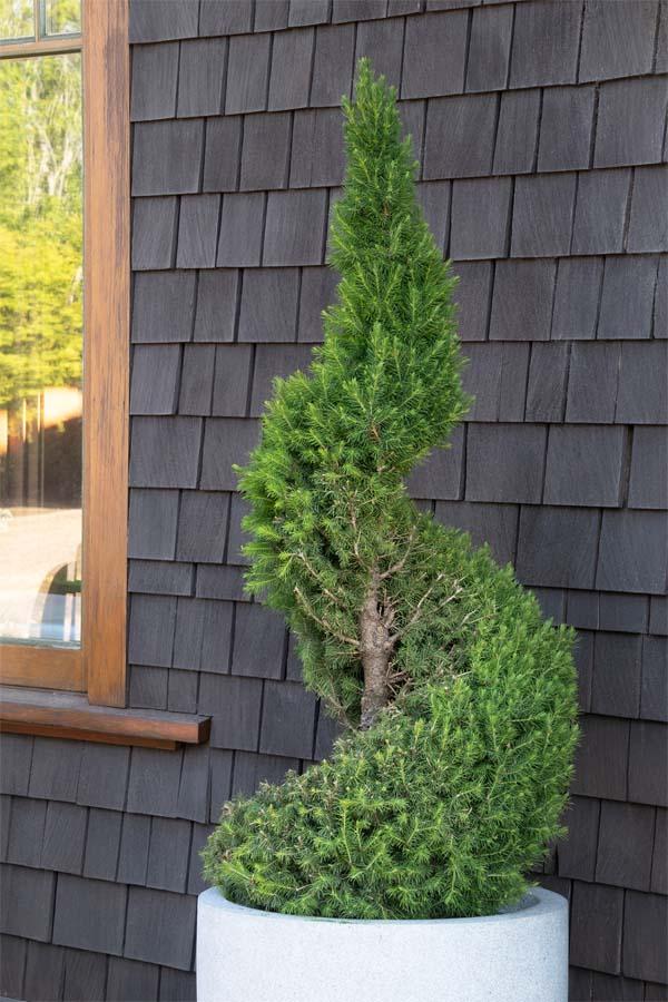 Picea Glauca Conica Spiral - View 11 from www redcrocus com