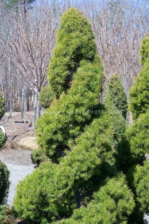 Picea Glauca Conica Spiral - View 14 from www redcrocus com