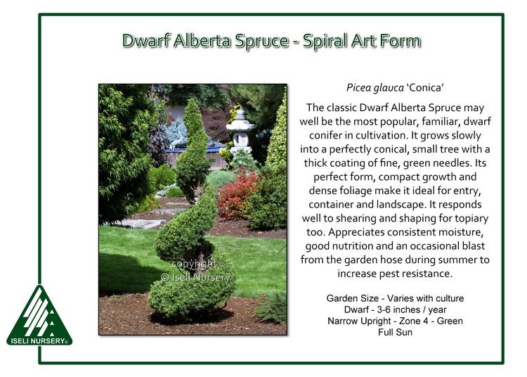Picea Glauca Conica Spiral - View 16 from www redcrocus com