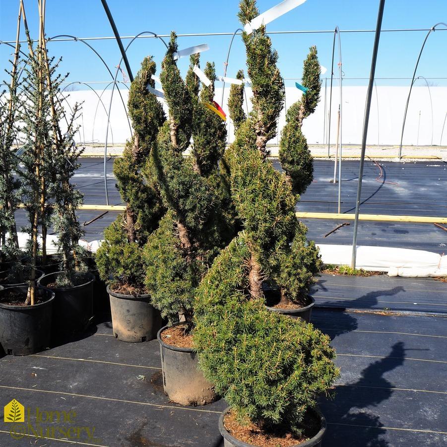 Picea Glauca Conica Spiral - View 3 from www redcrocus com