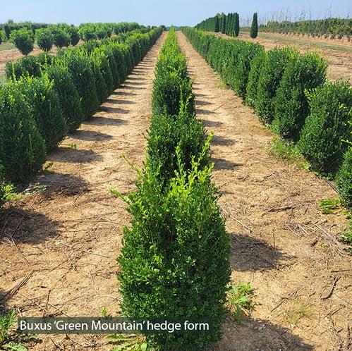 Buxus Microphylla 'green Mountain' Columnar - View 10 from www redcrocus com