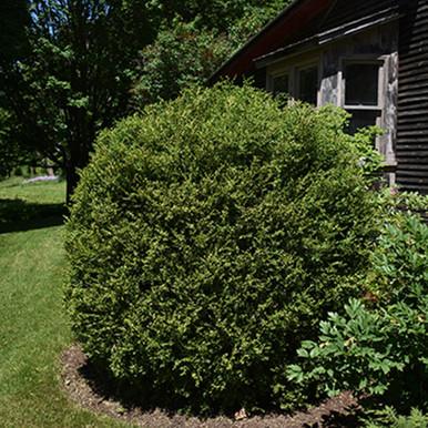 Buxus Microphylla 'green Mountain' Columnar - View 11 from www redcrocus com