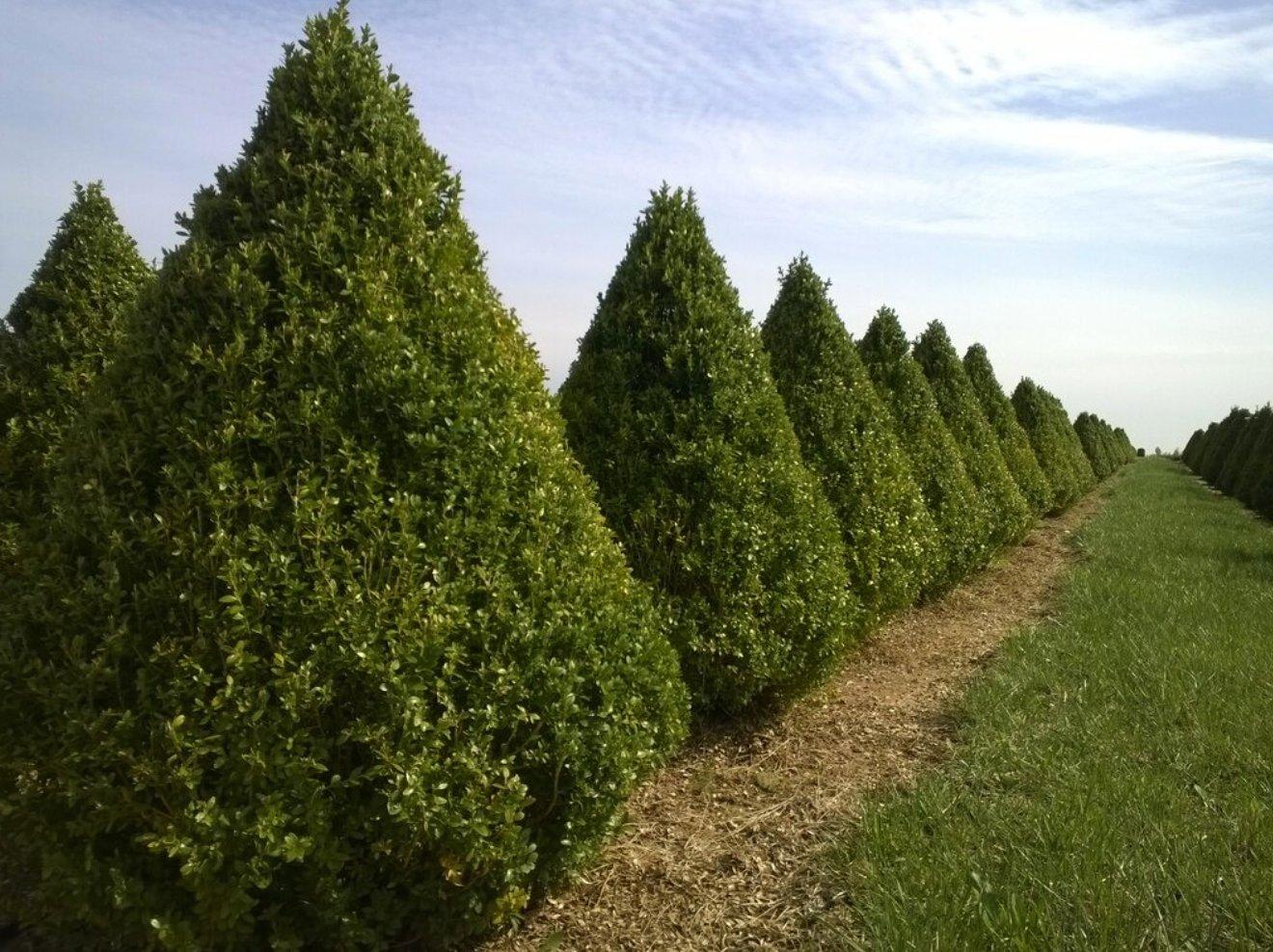 Buxus Microphylla 'green Mountain' Columnar - View 13 from www redcrocus com