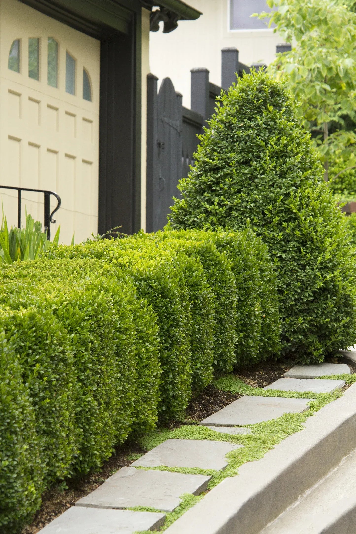 Buxus Microphylla 'green Mountain' Columnar - View 14 from www redcrocus com