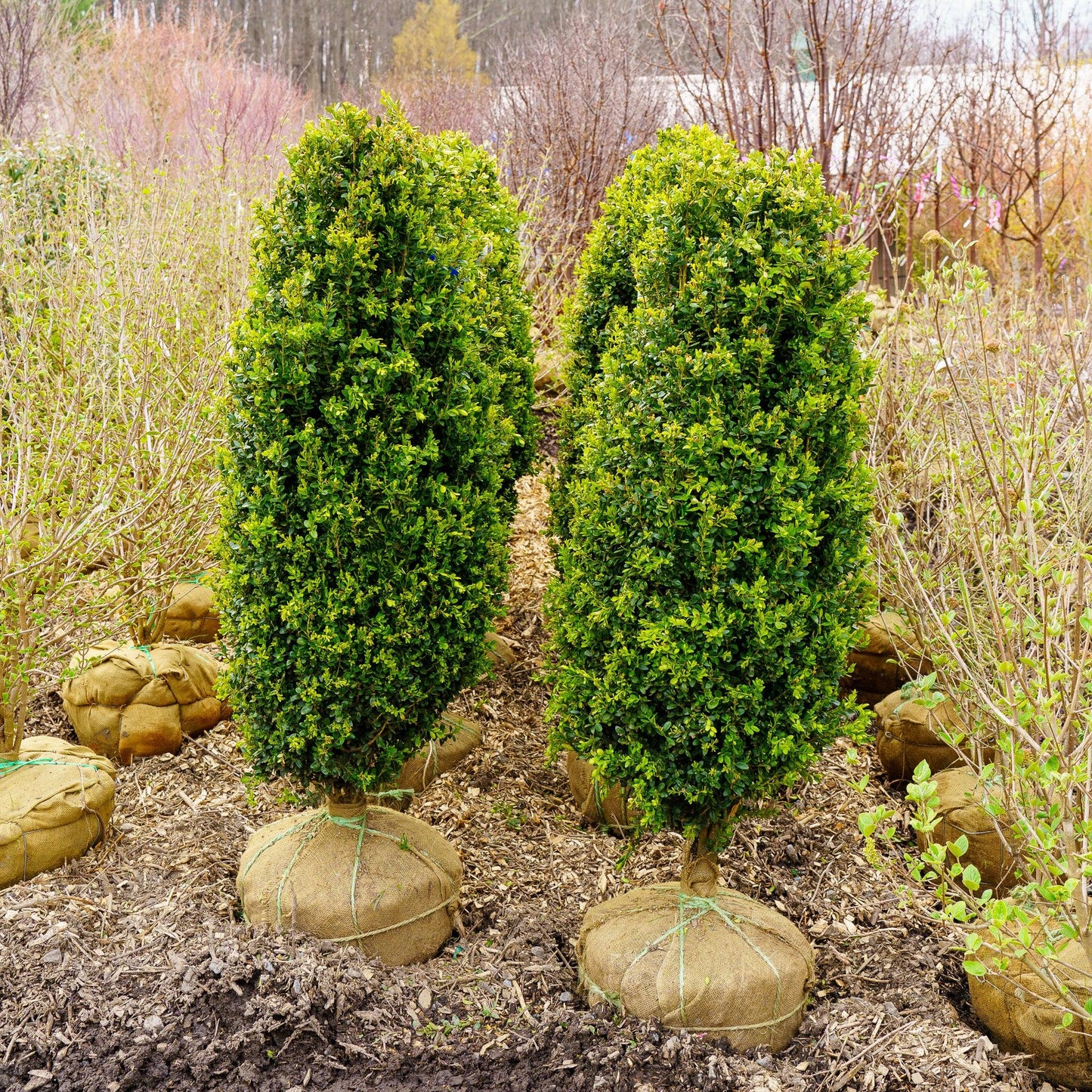 Buxus Microphylla 'green Mountain' Columnar - View 17 from www redcrocus com