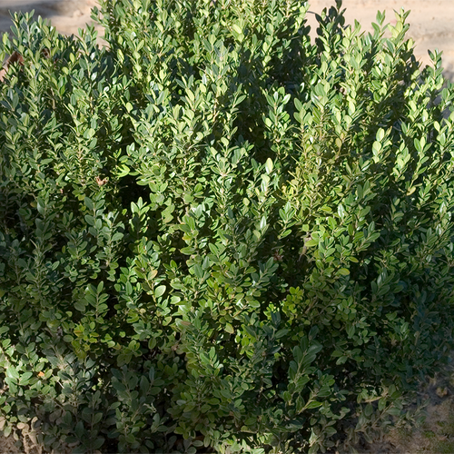 Buxus Microphylla 'green Mountain' Columnar - View 19 from www redcrocus com